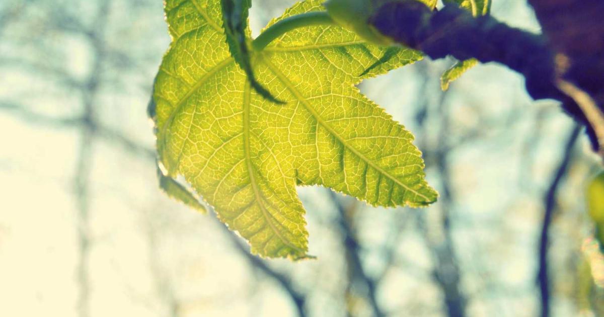 Creating Engaging Educational Quizzes With AI