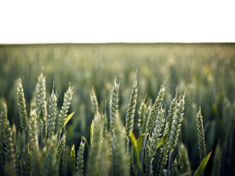 Understanding Enhancing Wellness With Stainless Steel Gua Sha Techniques illustration