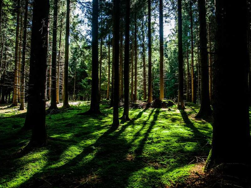 Understanding Exploring Maximalist Art Trends For Personal Spaces illustration