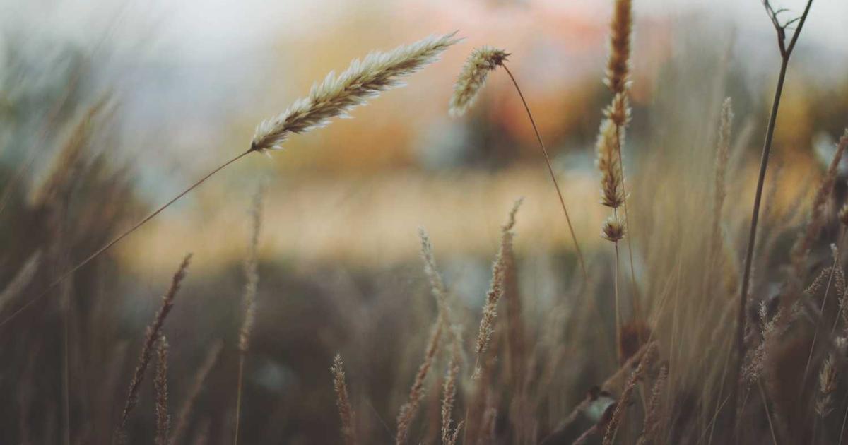 Exploring Rejuran Treatments for Skin Wellness