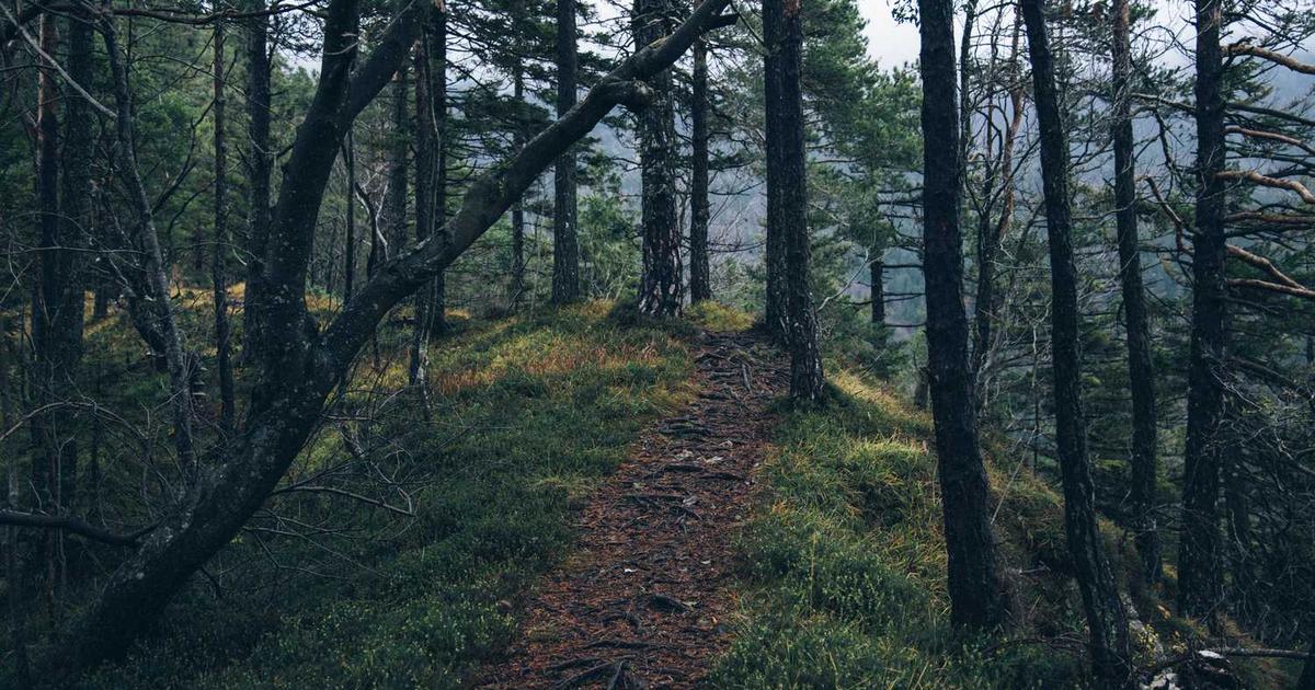 Exploring Workflow Automation for Productivity